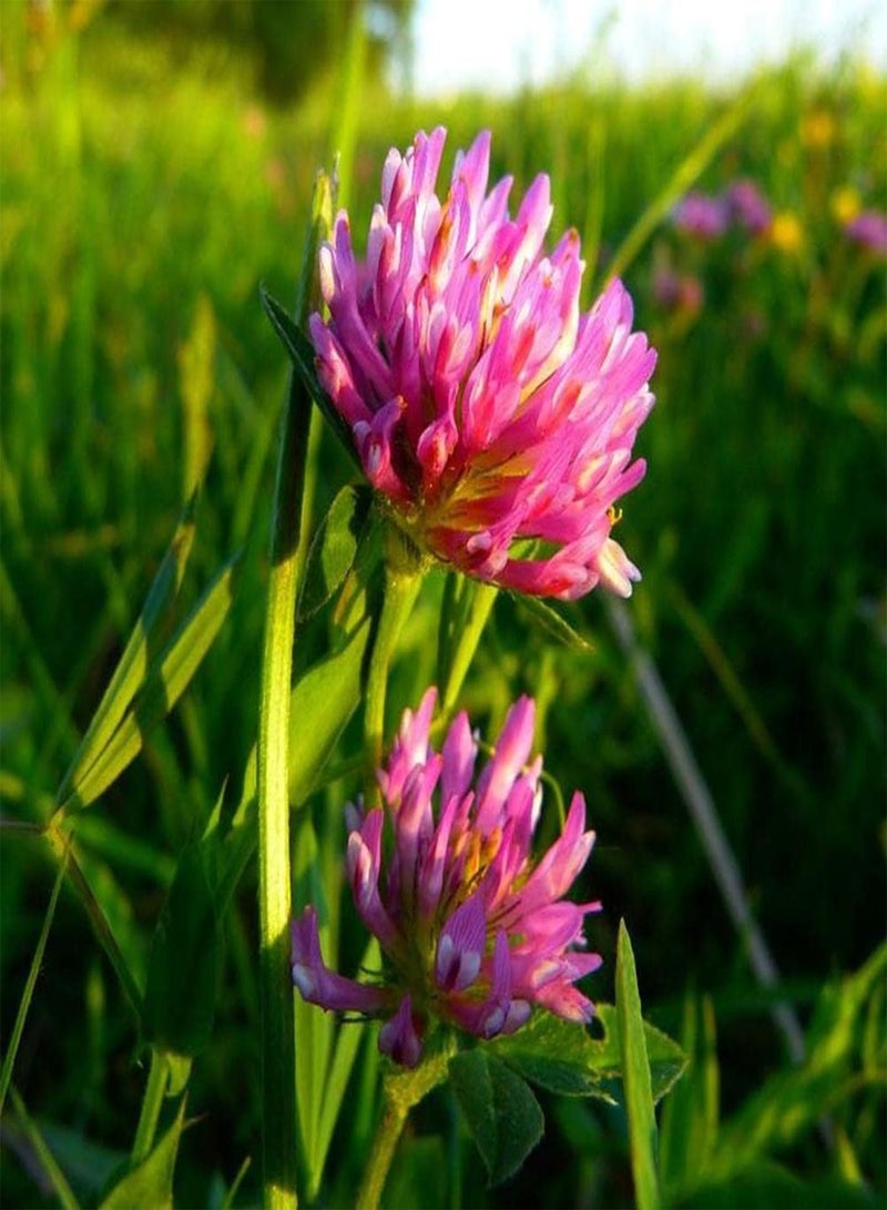 GGOOT 200pcs Red Clover Seeds Easy to Plant Outdoor Edge Flower Varieties Beautiful Trifolium Pratense Light Up Your Home Garden - Image 1