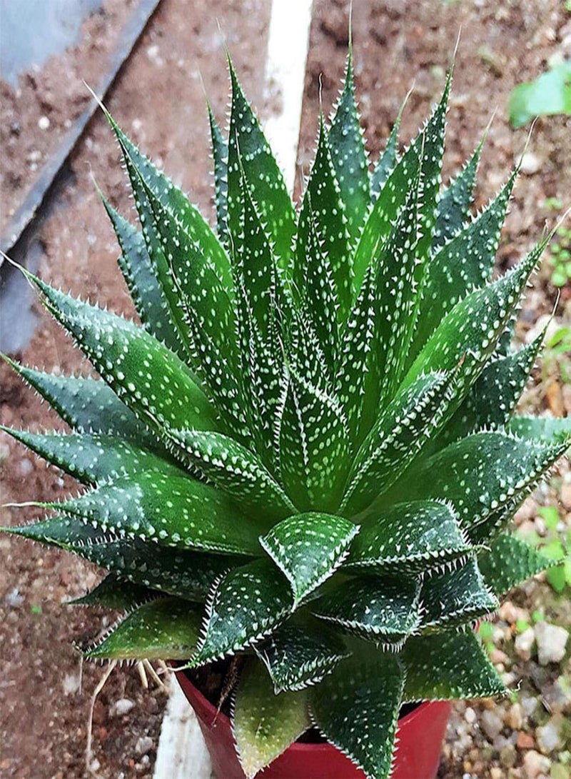 GGOOT 100Pcs Rare Aloe Vera Succulent Plant Perennial Anti-Radiation Home Garden Seeds - 9# Aloe Vera Seeds - Flower Seeds Vegetable Seeds Fruit Seeds Garden Plant Seeds  - Image 1