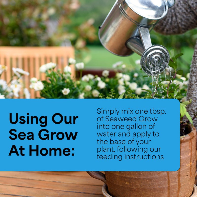 Grow More Sea Grow Kelp Fertilizer - 1.5lbs of 16-16-16 Water-Soluble, All-Purpose Plant Food - Nutrient-Rich, Seaweed Fertilizer - Outdoor & Indoor Plant Food - Image 4