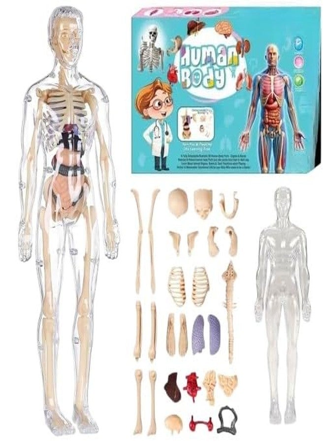 Neel Human Body Anatomy Model for Kids, 3D Skeleton Organs Kit, Educational Science Toy, 29-Pcs Removable Body Parts, Doctor Play Set Body Parts Model STEM Learning Gift for Boys & Girls - Image 1