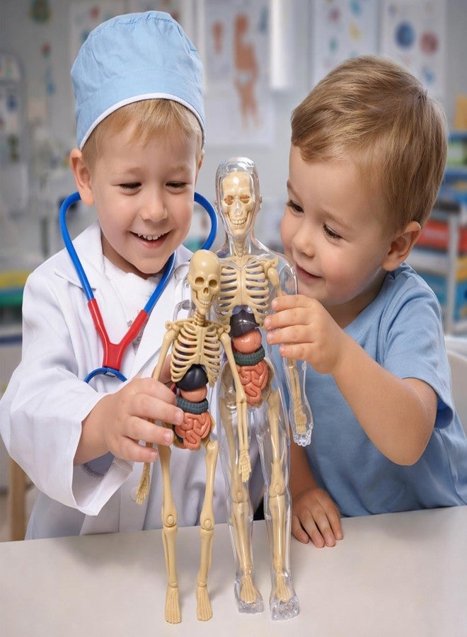 Neel Human Body Anatomy Model for Kids, 3D Skeleton Organs Kit, Educational Science Toy, 29-Pcs Removable Body Parts, Doctor Play Set Body Parts Model STEM Learning Gift for Boys & Girls - Image 5