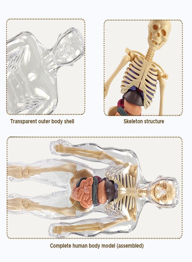 Neel Human Body Anatomy Model for Kids, 3D Skeleton Organs Kit, Educational Science Toy, 29-Pcs Removable Body Parts, Doctor Play Set Body Parts Model STEM Learning Gift for Boys & Girls - Image 3