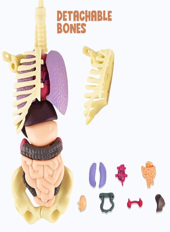 Neel Human Body Anatomy Model for Kids, 3D Skeleton Organs Kit, Educational Science Toy, 29-Pcs Removable Body Parts, Doctor Play Set Body Parts Model STEM Learning Gift for Boys & Girls - Image 4