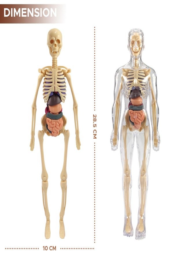 Neel Human Body Anatomy Model for Kids, 3D Skeleton Organs Kit, Educational Science Toy, 29-Pcs Removable Body Parts, Doctor Play Set Body Parts Model STEM Learning Gift for Boys & Girls - Image 2