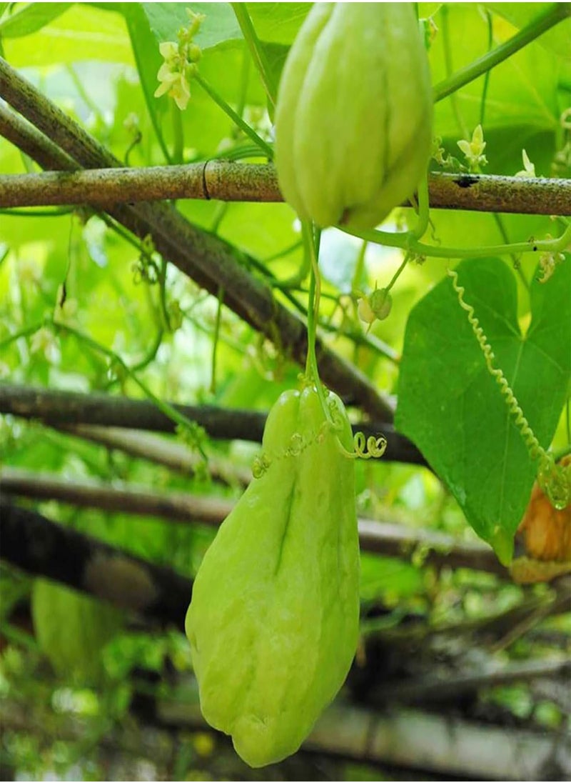 GGOOT - 50Pcs Chayote Seeds Edible Good Harvest Fresh Excellent Producing Garden Seeds for Planting - Chayote Seeds - Flower Seeds Vegetable Seeds Fruit Seeds Garden Plant Seeds for Planting - Image 1