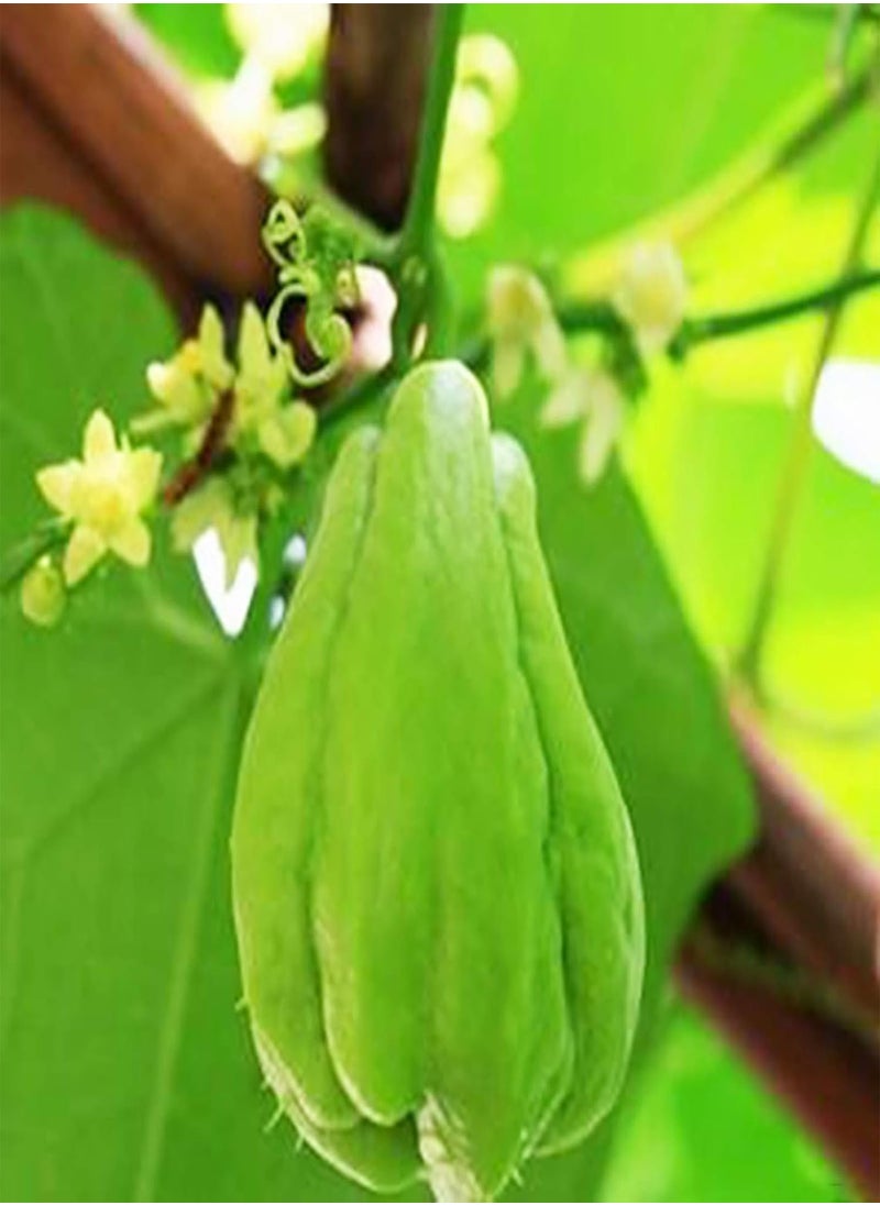 GGOOT - 50Pcs Chayote Seeds Edible Good Harvest Fresh Excellent Producing Garden Seeds for Planting - Chayote Seeds - Flower Seeds Vegetable Seeds Fruit Seeds Garden Plant Seeds for Planting - Image 1