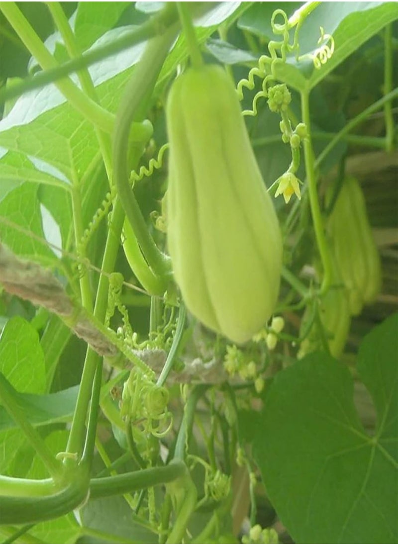 GGOOT - 50Pcs Chayote Seeds Edible Good Harvest Fresh Excellent Producing Garden Seeds for Planting - Chayote Seeds - Flower Seeds Vegetable Seeds Fruit Seeds Garden Plant Seeds for Planting - Image 1