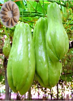 50Pcs Chayote Seeds Edible Good Harvest Fresh Excellent Producing Garden Seeds for Planting - Chayote Seeds - Flower Seeds Vegetable Seeds Fruit Seeds Garden Plant Seeds for Planting