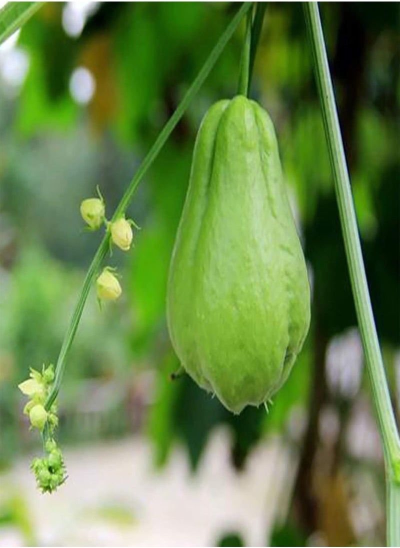 GGOOT - 50Pcs Chayote Seeds Edible Good Harvest Fresh Excellent Producing Garden Seeds for Planting - Chayote Seeds - Flower Seeds Vegetable Seeds Fruit Seeds Garden Plant Seeds for Planting - Image 1