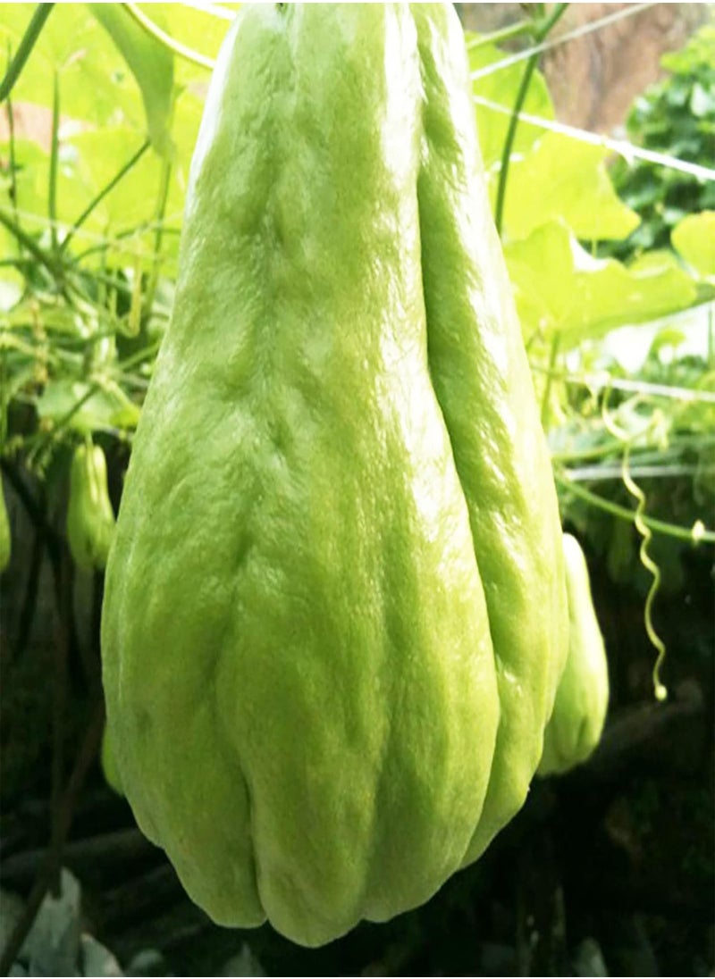 GGOOT - 50Pcs Chayote Seeds Edible Good Harvest Fresh Excellent Producing Garden Seeds for Planting - Chayote Seeds - Flower Seeds Vegetable Seeds Fruit Seeds Garden Plant Seeds for Planting - Image 1
