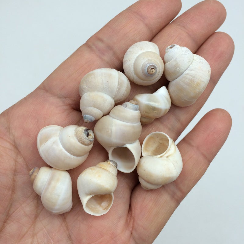 PEPPERLONELY Small Land Snail Sea Shells 4 OZ Apprx180 PC Shells 34 Inch 1 Inch
