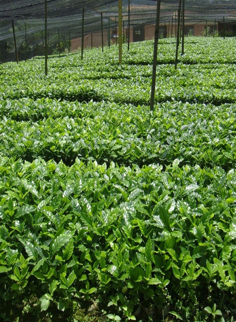 جي جوت بذور للزراعة، كيس واحد من بذور الفاصولياء، بذور شجرة قهوة معمرة طبيعية صغيرة منتجة للمنزل، بذور شجرة قهوة للحديقة - بذور حبوب البن - Image 4