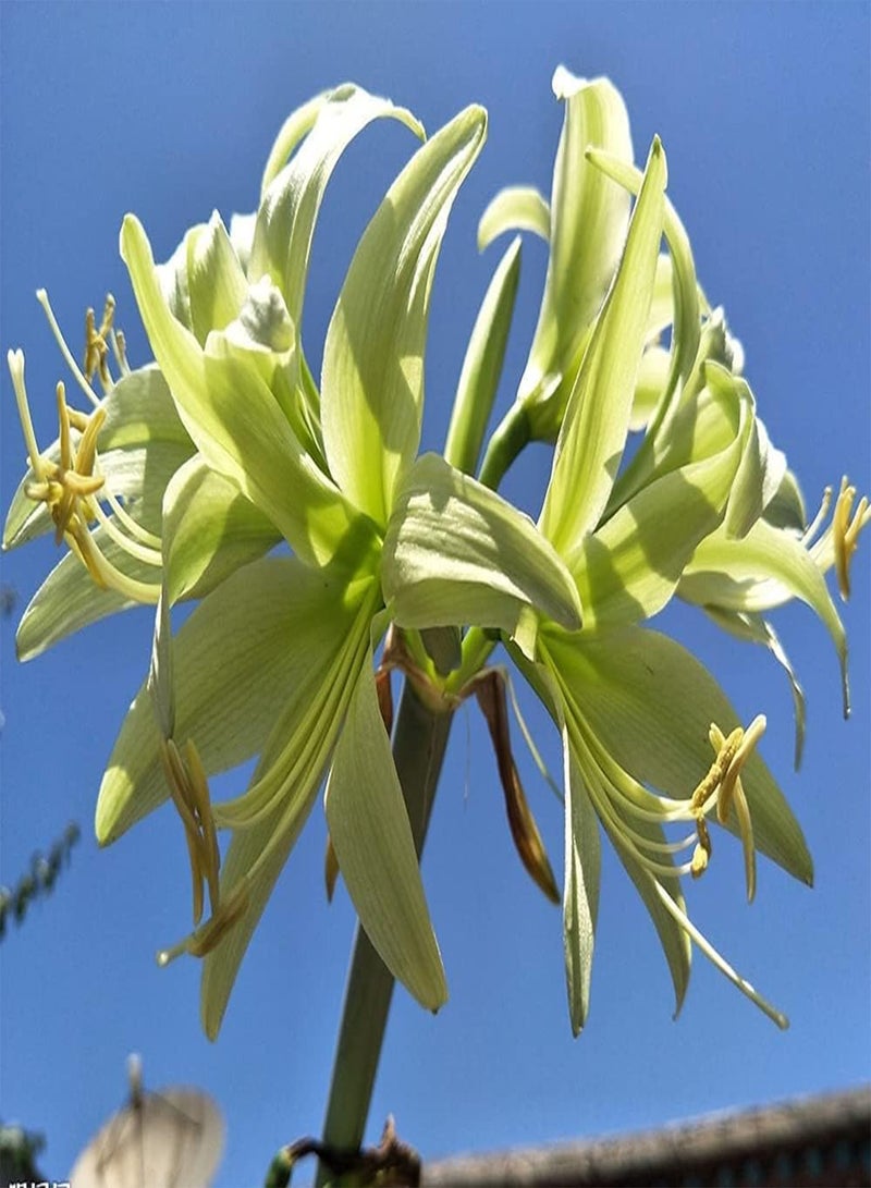 GGOOT 2pcs Green Special Varieties Amaryllis seeds Hippeastrum Has Peculiar Appearance Suitable for Gifts to Friends Family - Image 2