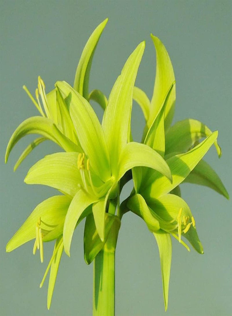 GGOOT 2pcs Green Special Varieties Amaryllis seeds Hippeastrum Has Peculiar Appearance Suitable for Gifts to Friends Family - Image 3