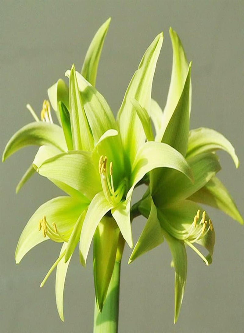 GGOOT 2pcs Green Special Varieties Amaryllis seeds Hippeastrum Has Peculiar Appearance Suitable for Gifts to Friends Family - Image 1
