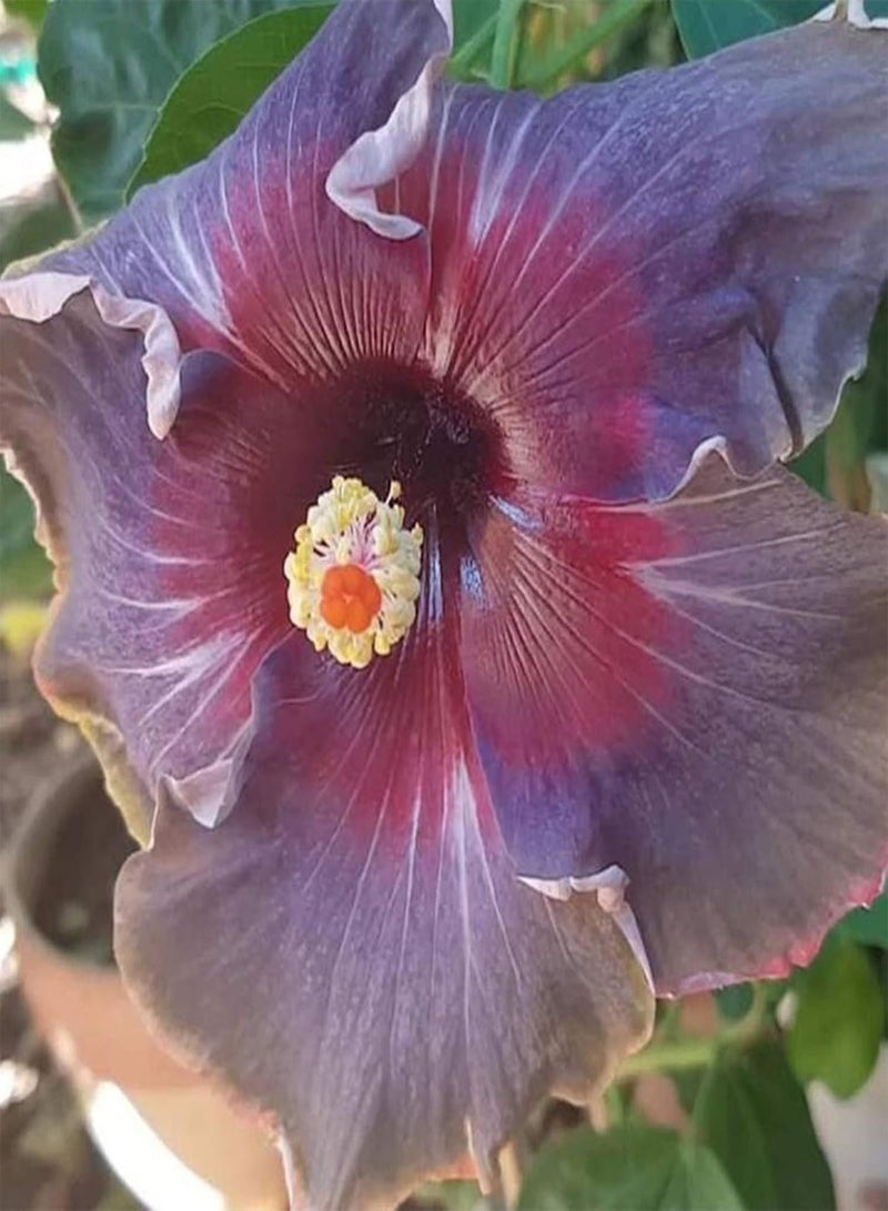 جي جوت نباتات زهور خضراء للحديقة - 100 قطعة/كيس من بذور الكركديه، شتلات زهور معمرة طازجة سهلة الزراعة، طبيعية للحديقة - بذور الكركديه - Image 5