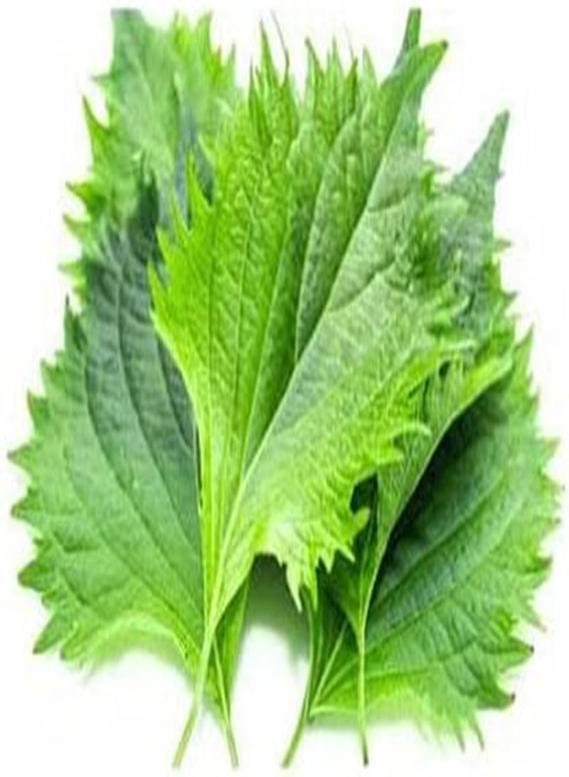 GGOOT Shiso Perilla Green Leaf Herb Perilla Shiso Leaves Green Seeds x 300 Seeds - Image 1