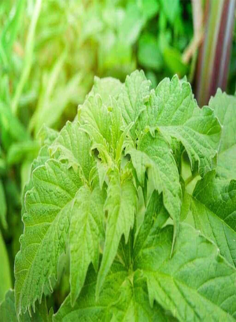 GGOOT Shiso Perilla Green Leaf Herb Perilla Shiso Leaves Green Seeds x 300 Seeds - Image 3