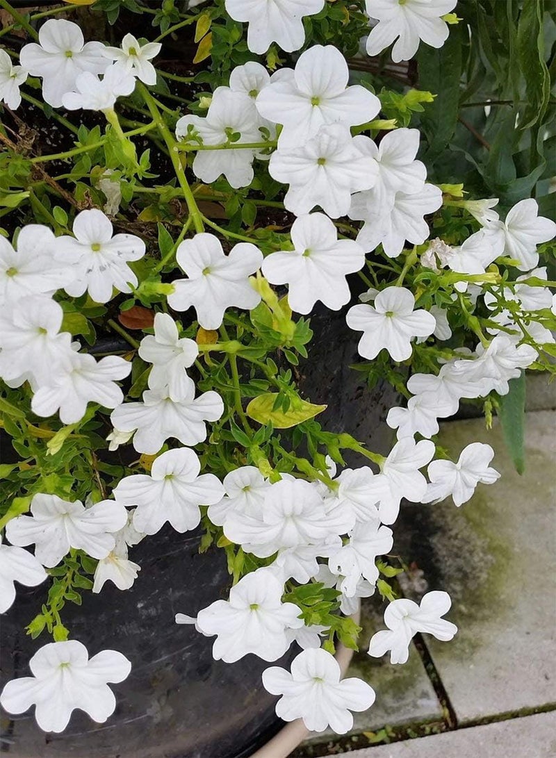 GGOOT 50pcs Browallia Cascade Snow White Flower Seeds - Image 2