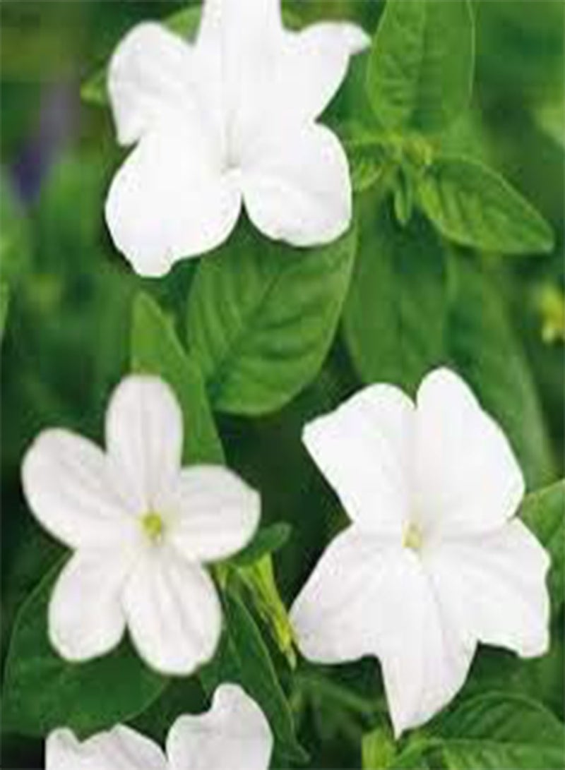 GGOOT 50pcs Browallia Cascade Snow White Flower Seeds - Image 3