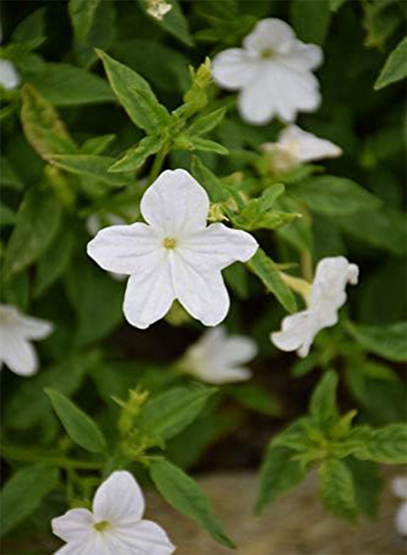 GGOOT 50pcs Browallia Cascade Snow White Flower Seeds - Image 1