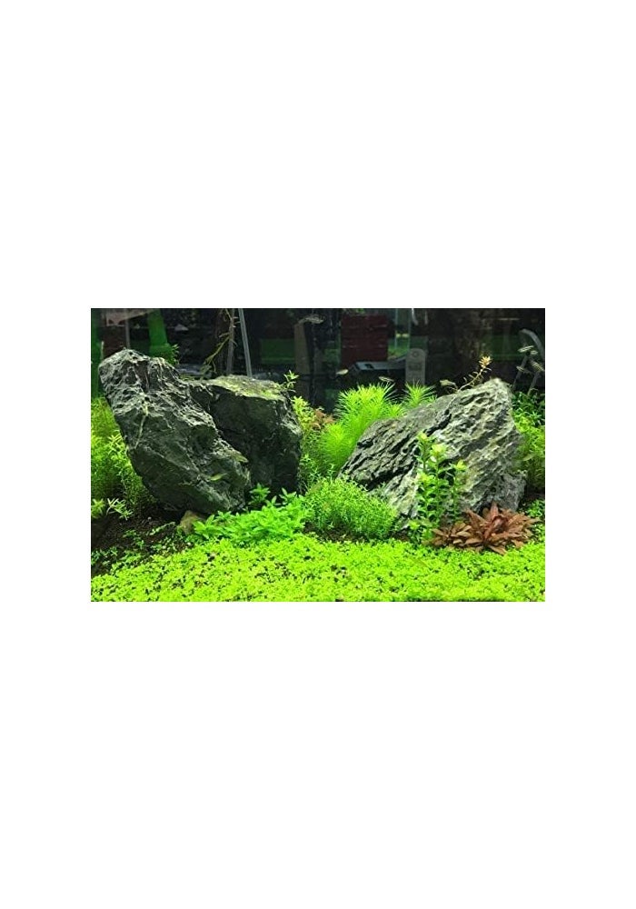 Seachem Flourish Tabs - Growth Supplement for Aquatic Plants, 10 Count - Image 5