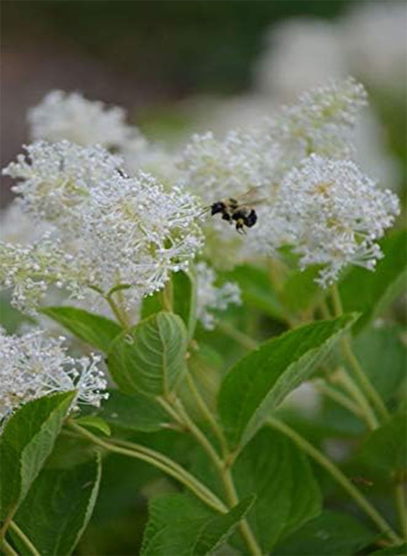 GGOOT 50 Ceanothus americanus Seeds,NEW JERSEY TEA, - Image 1