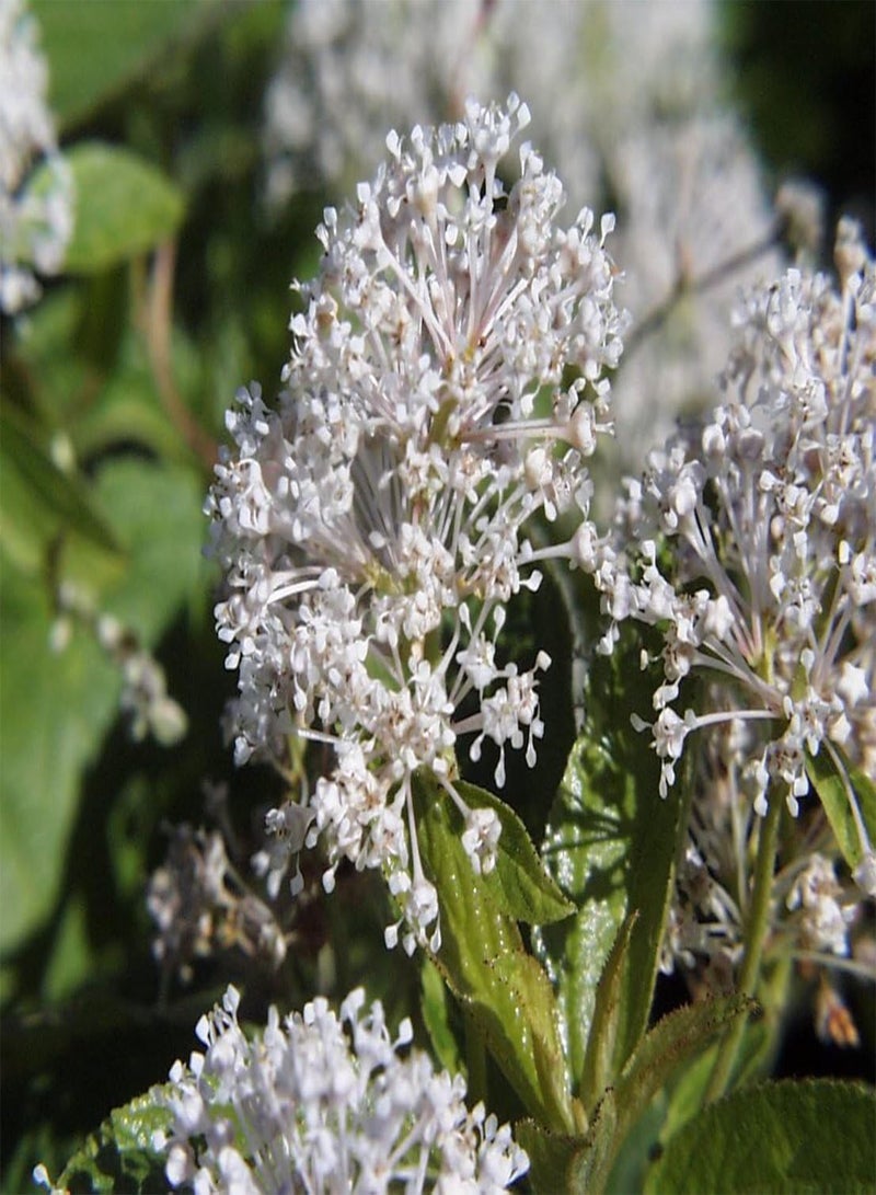 GGOOT 50 Ceanothus americanus Seeds,NEW JERSEY TEA, - Image 2