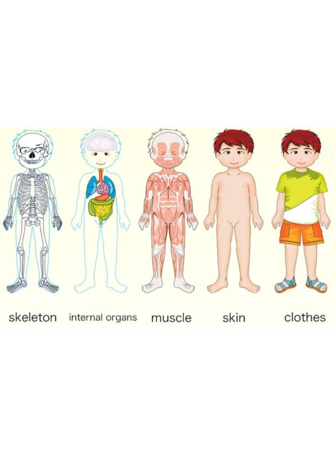 بازل تركيب الصور المقطعة من الخشب بتصميم بنية الجسم مكون من 5 طبقات - Image 5