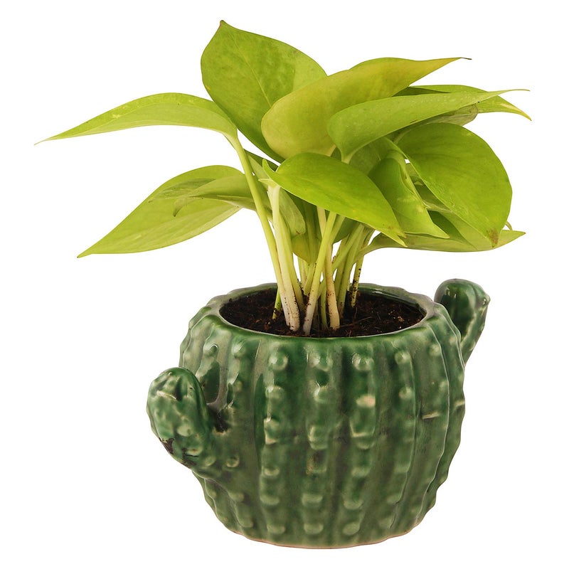 Leafy Tales Ceramic Cactus Shape Planter, Small Size - 1 pc, Olive, Medium - Image 3