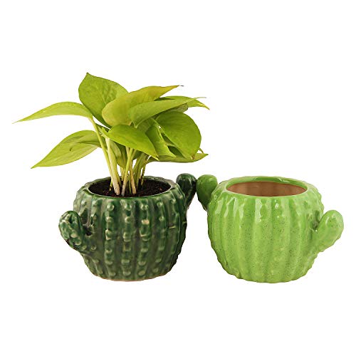 Leafy Tales Ceramic Cactus Shape Planter, Small Size - 1 pc, Olive, Medium - Image 2