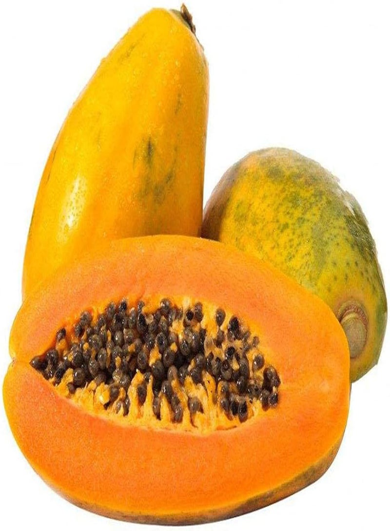 جي جوت بذور البابايا الطازجة للزراعة في حديقة المنزل أو في الهواء الطلق (25 بذرة) - Image 4