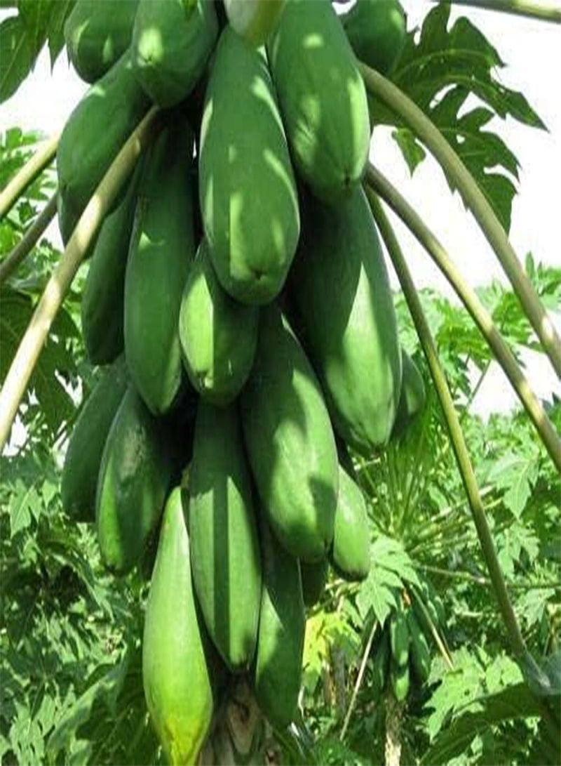 جي جوت بذور البابايا الطازجة للزراعة في حديقة المنزل أو في الهواء الطلق (25 بذرة) - Image 2