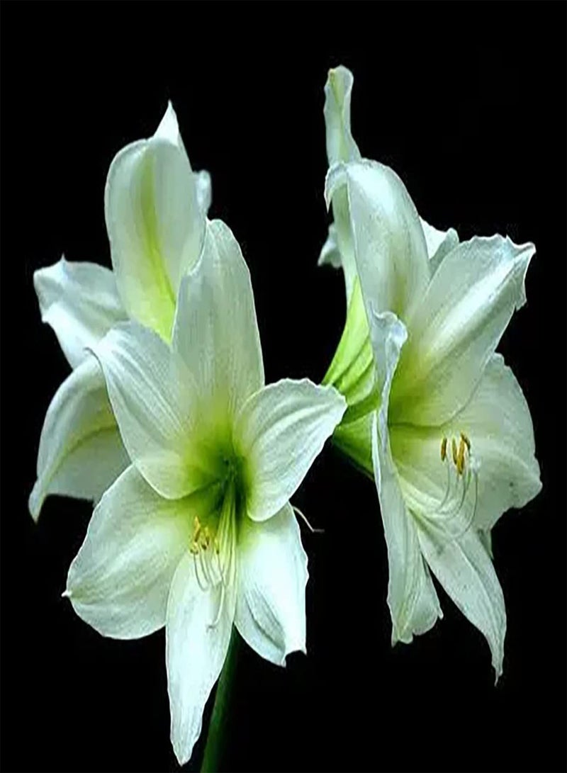 GGOOT 2pcs White Amaryllis Seeds Beautiful Flowers for Gardening Planting Cut Flower Bouquet Vase Decoration Make Surrounding Environment More Beautiful - Image 1