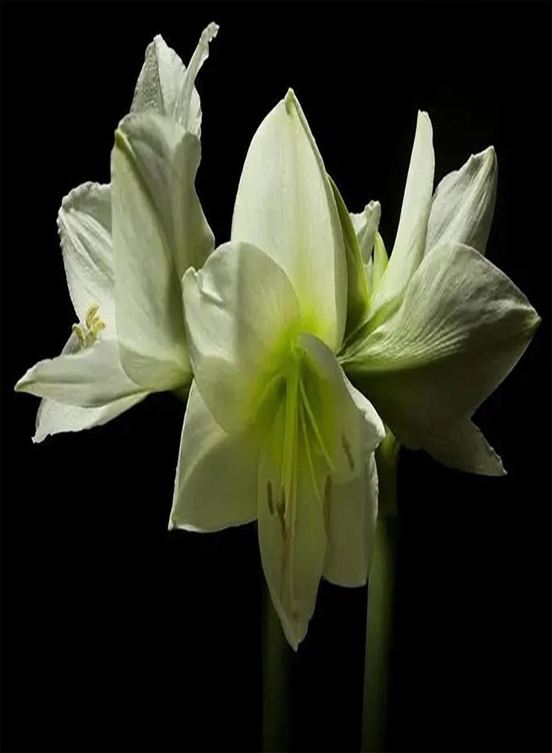 GGOOT 2pcs White Amaryllis Seeds Beautiful Flowers for Gardening Planting Cut Flower Bouquet Vase Decoration Make Surrounding Environment More Beautiful - Image 2