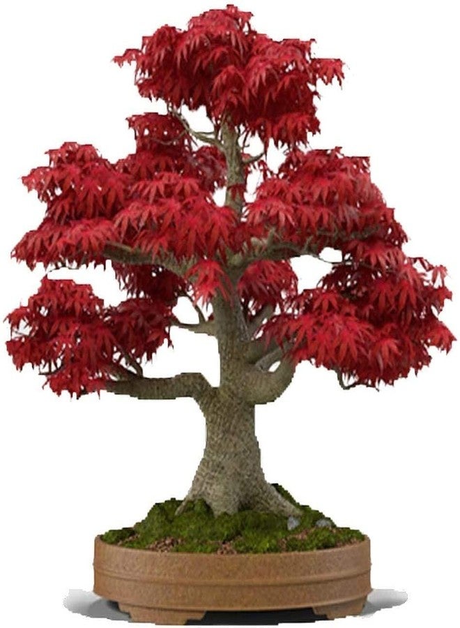 CZ Grain Japanese Red Maple Bonsai Tree Seeds | 30+ Seeds | Highly Prized for Bonsai, Japanese Maple Tree Seeds - Image 1