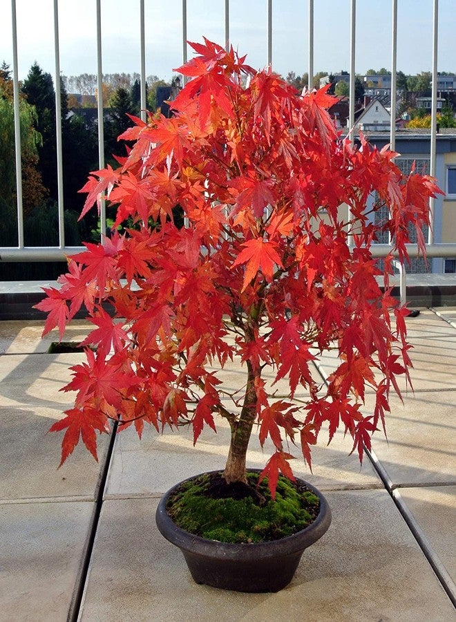 CZ Grain Japanese Red Maple Bonsai Tree Seeds | 30+ Seeds | Highly Prized for Bonsai, Japanese Maple Tree Seeds - Image 2