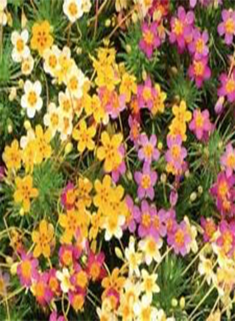 GGOOT LEPTOSIPHONE French HYBRIDS Mix Leptosiphon Hybrid - 1,00 Bulk (PKD) Seeds