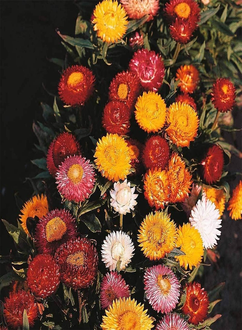 GGOOT Helichrysum Bright Bikini Mixed Annual Dwarf strawflower Seeds (20 Seeds) by Thompson and Morgan - Image 1