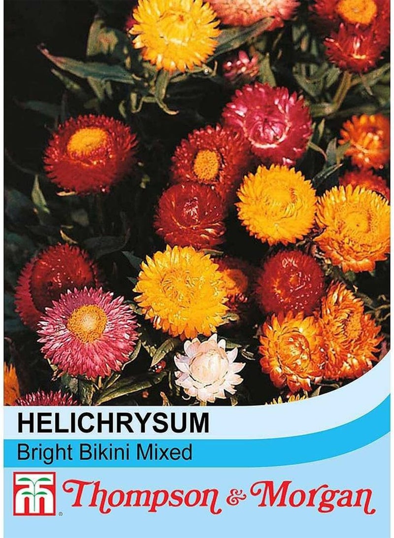 GGOOT Helichrysum Bright Bikini Mixed Annual Dwarf strawflower Seeds (20 Seeds) by Thompson and Morgan - Image 2