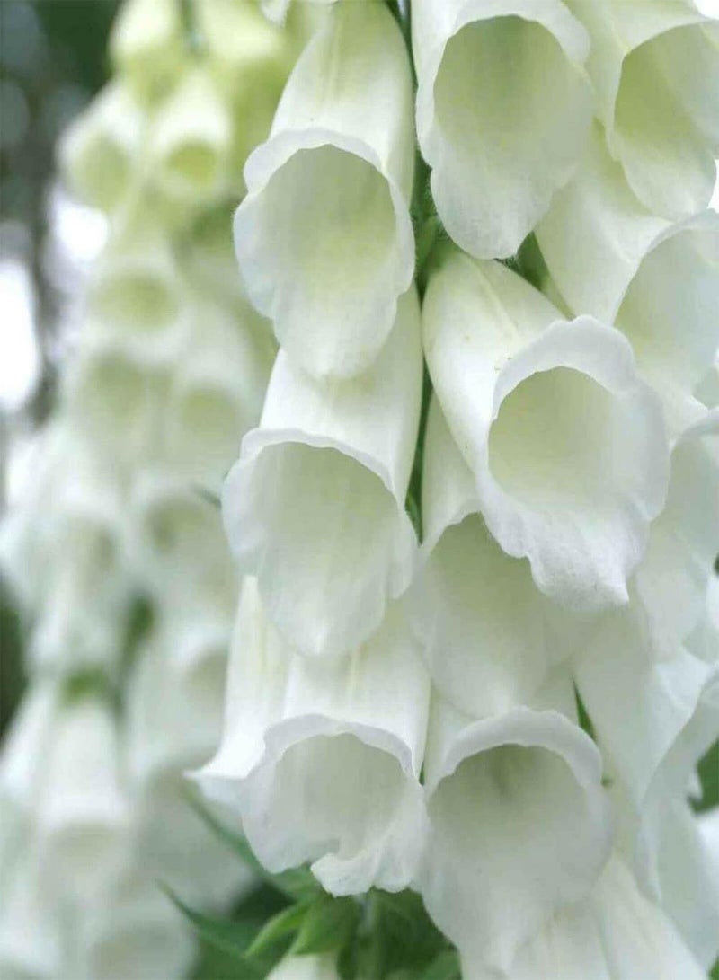 GGOOT Alba White Foxglove - Digitalis Purpurea 'Alba' Flower Seeds, Home Garden Planting by Heavy Torch, 100 Seeds