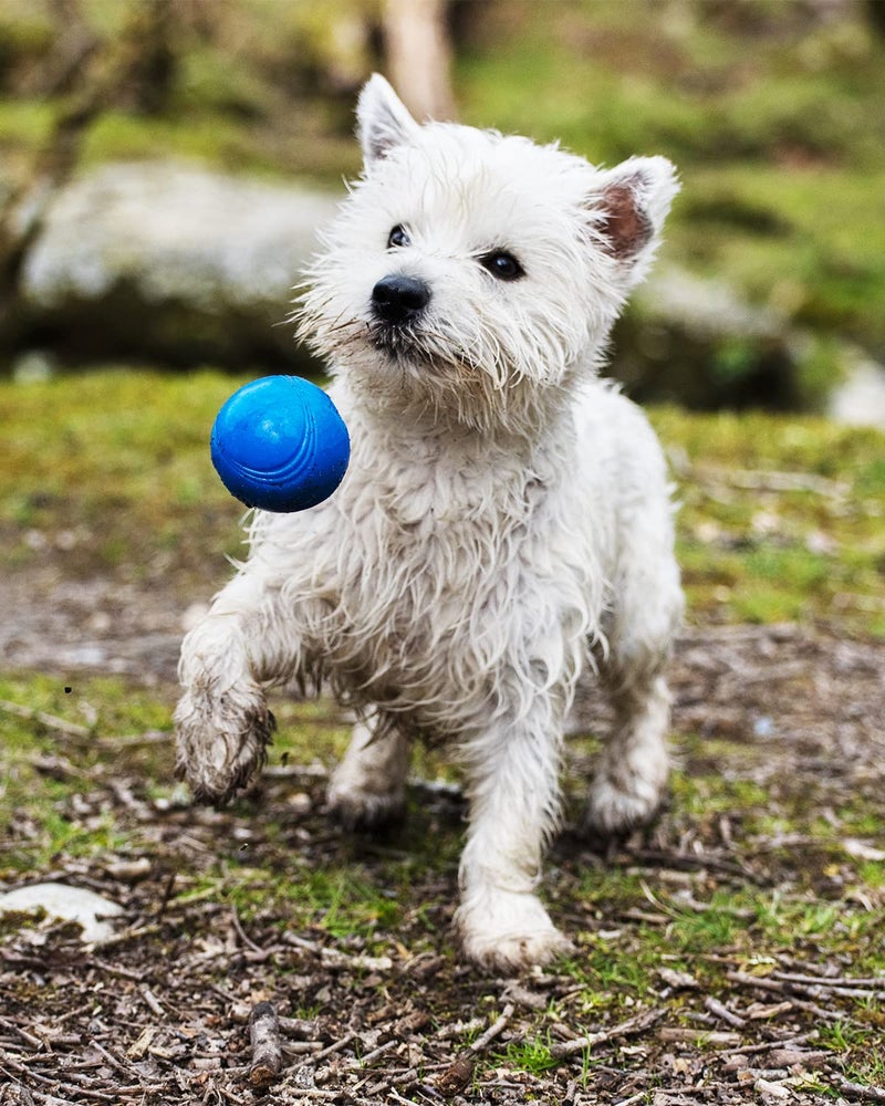 Chuckit! Crunch Ball Dog Toy, Medium (Pack of 2) - Image 5