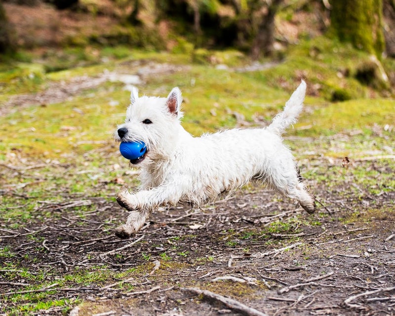 Chuckit! Crunch Ball Dog Toy, Medium (Pack of 2) - Image 3