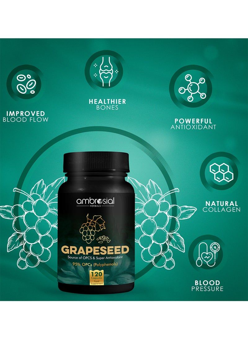 ambrosial Grape Seed Extract Capsules 95% OPCs Polyphenols High Strength Grape Seed Supplement Strong Antioxidant Pack of 1-120 Vegan Capsules  - Image 2