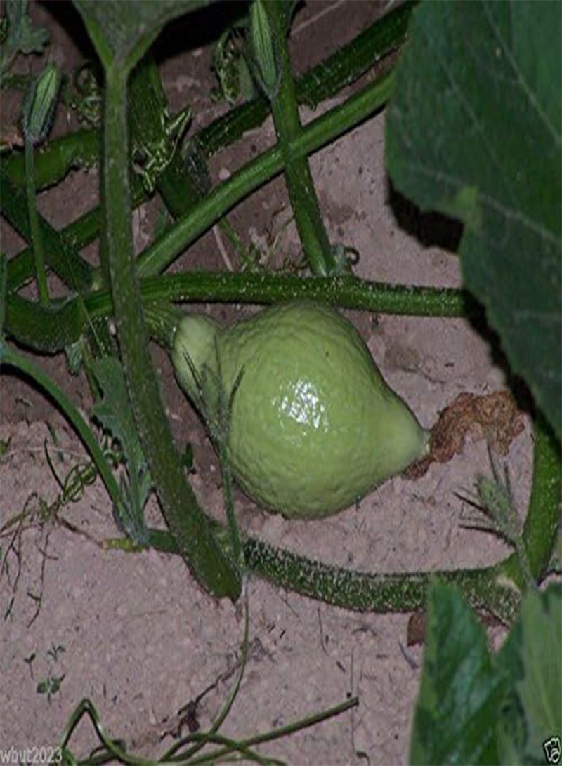 GGOOT 25 Blue Hubbard Winter Squash Seeds - Open pollinated, heirloom,30 - 40 lbs - Image 2