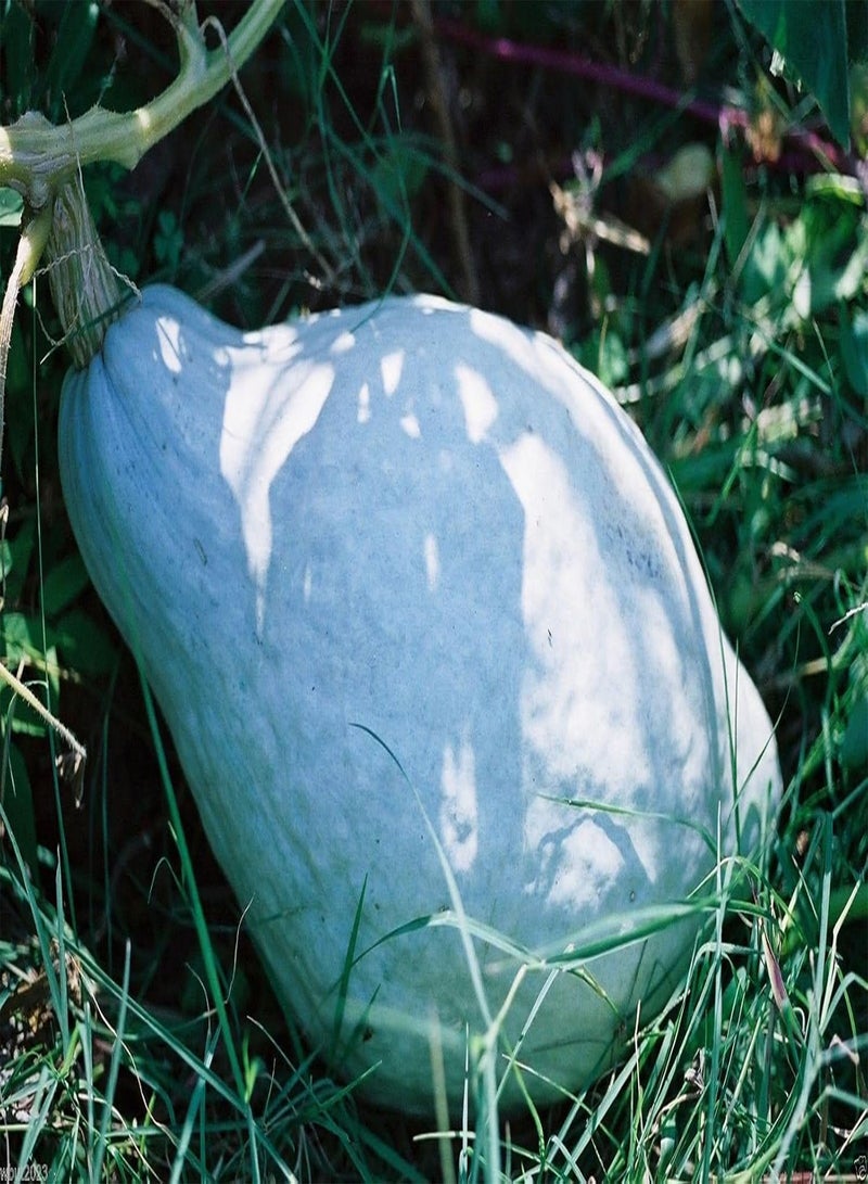 GGOOT 25 Blue Hubbard Winter Squash Seeds - Open pollinated, heirloom,30 - 40 lbs - Image 1