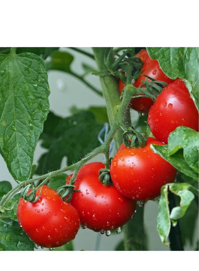 vsell24 10G Organic Large Tamato Seeds Grow Tamato at Home Non-GMO Seeds With 98% Cleaness, 96% Purity, 85% Germination Rate (Tomato) 3Pack - Image 1