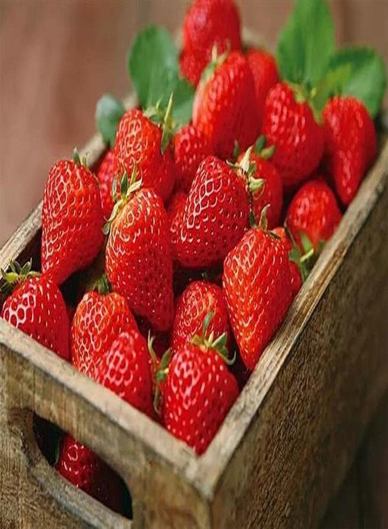 GGOOT 200pcs Heirloom Strawberry Seeds Grow Your Own Fresh Natural Fruits Strong Adaptability Easy to Maintain Turn Red Can Harvest - Image 3