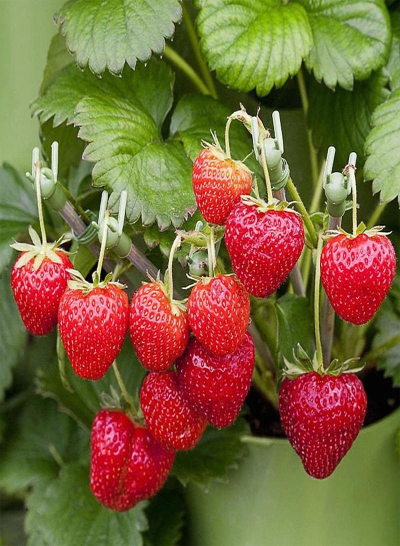 GGOOT 200pcs Heirloom Strawberry Seeds Grow Your Own Fresh Natural Fruits Strong Adaptability Easy to Maintain Turn Red Can Harvest - Image 1