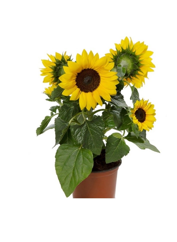Generic Mulit Head Sunflower Seeds For Home Garden Planting 60 PCS Sunflower Seeds  - Image 1